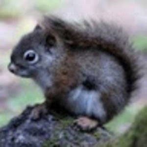 Meet your Posher, Sally